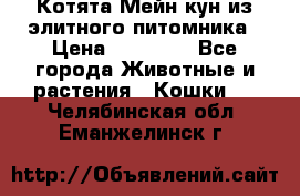 Котята Мейн-кун из элитного питомника › Цена ­ 20 000 - Все города Животные и растения » Кошки   . Челябинская обл.,Еманжелинск г.